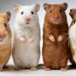 Pet Rat Varieties: Care Tips & Interesting Facts