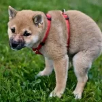 Does your dog stare at you when it poops? 5 unexpected reasons